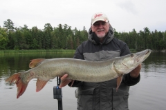 45Inch Musky Raspberry Island Figure Eight Technique – Lake of the Woods