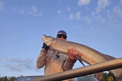 Western Peninsula Musky Catch Release Sustainability – Lake of the Woods
