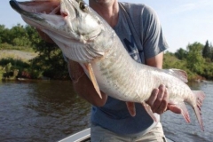 Little Raspberry Island Effective Musky Soft Plastics – Lake of the Woods