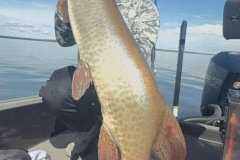 Musky Lure Following Figure Eight – Lake of the Woods