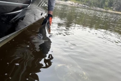 Poplar Island Trophy Size Musky Growth Duration – Lake of the Woods