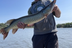 Round Island Musky Live Bait or Artificial Lures – Lake of the Woods