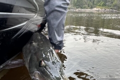 Western Peninsula Musky Catch Release Sustainability – Lake of the Woods