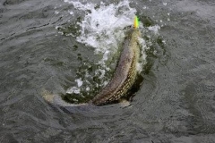 Bluffy Island Extended Pike Day-Trip Trophy Waters – Lake of the Woods