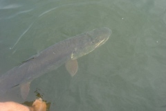 Little Raspberry Island Monster Northern Pike Shallow Drop – Lake of the Woods