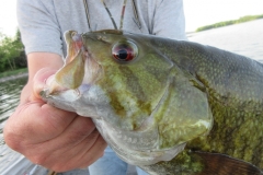Poplar Hub Gateway Smallmouth Bass Small Diving Crankbaits – Lake of the Woods