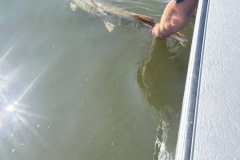 Bluff Island Oversized Walleye – Lake of the Woods