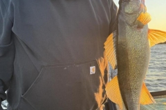 Golden Walleye of the Raspberry Island Shoreline – Lake of the Woods