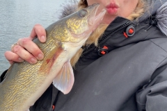 Golden Walleye of the Raspberry Island Shoreline – Lake of the Woods